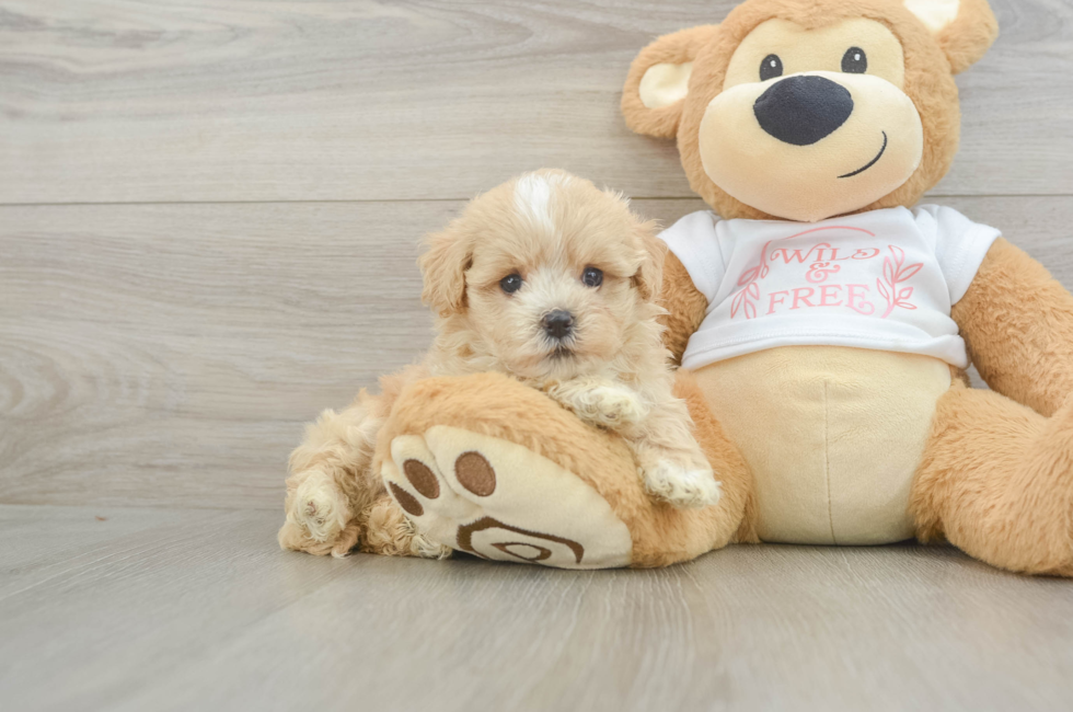 6 week old Maltipoo Puppy For Sale - Pilesgrove Pups