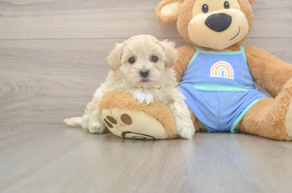5 week old Maltipoo Puppy For Sale - Pilesgrove Pups