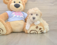 7 week old Maltipoo Puppy For Sale - Pilesgrove Pups