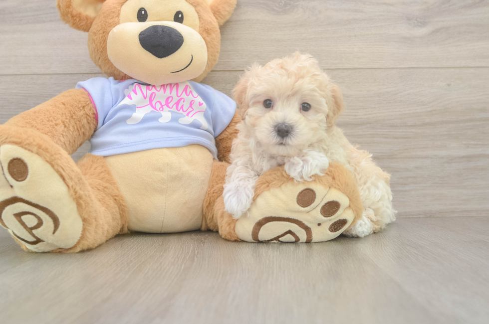 5 week old Maltipoo Puppy For Sale - Pilesgrove Pups
