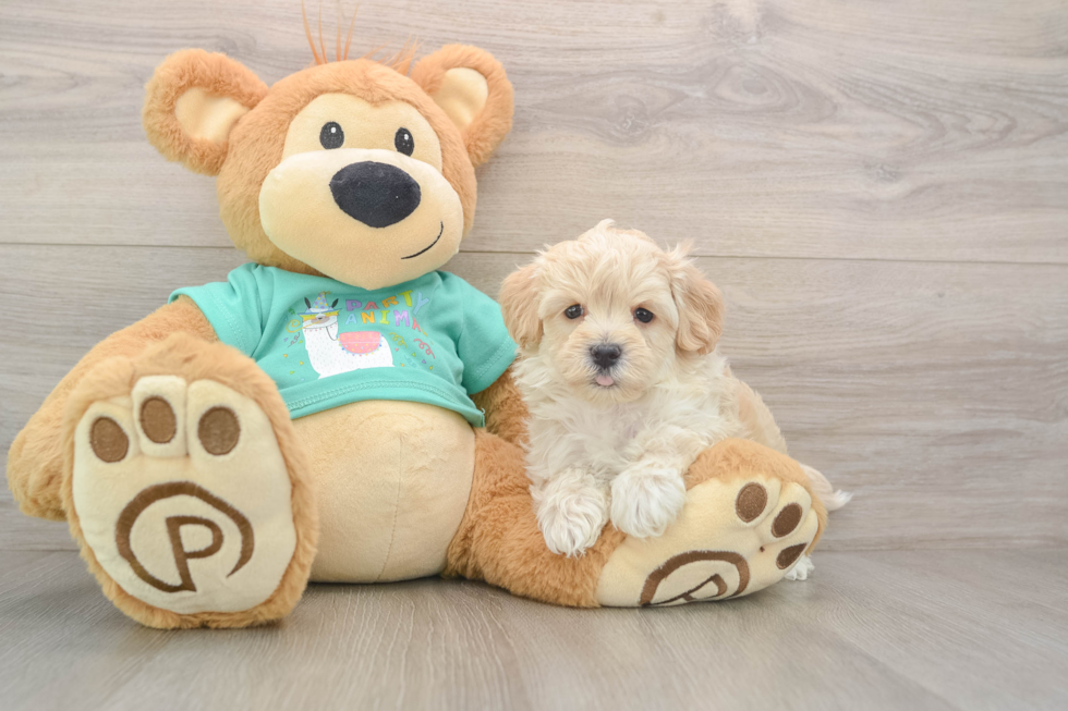 Maltipoo Pup Being Cute