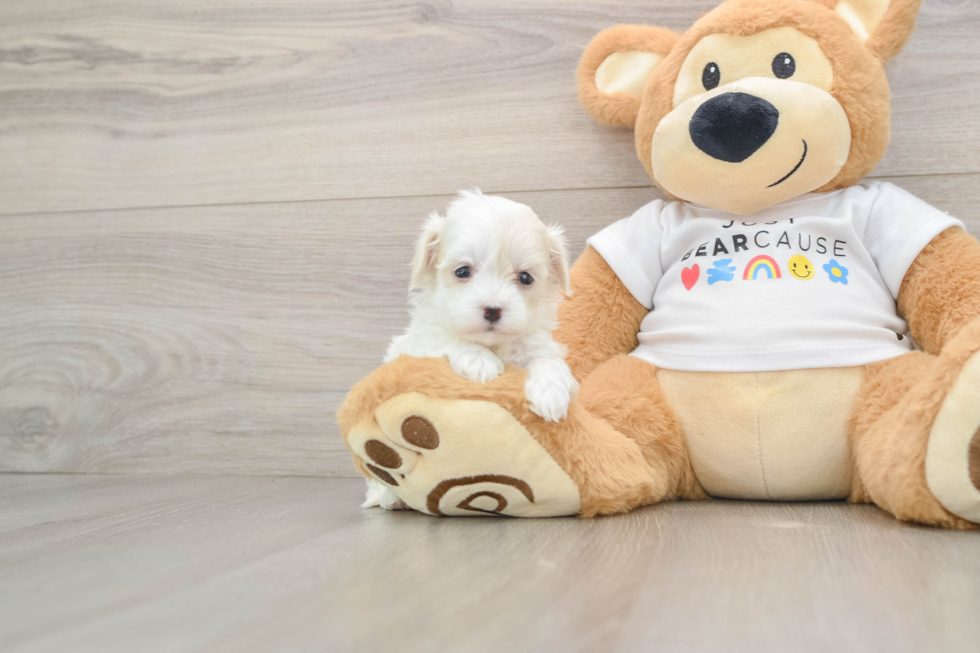 Best Maltipoo Baby