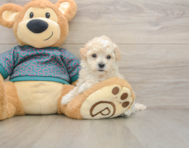 8 week old Maltipoo Puppy For Sale - Pilesgrove Pups
