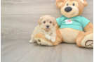 Maltipoo Puppy for Adoption