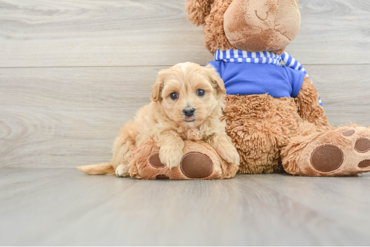 Best Maltipoo Baby