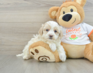 8 week old Maltipoo Puppy For Sale - Pilesgrove Pups