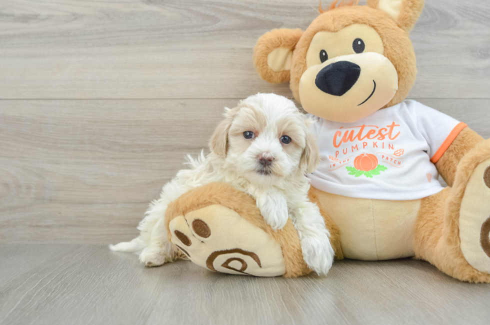 5 week old Maltipoo Puppy For Sale - Pilesgrove Pups