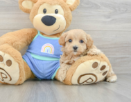 7 week old Maltipoo Puppy For Sale - Pilesgrove Pups