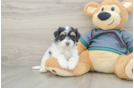 Smart Maltipoo Poodle Mix Pup