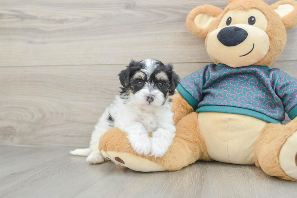 Smart Maltipoo Poodle Mix Pup