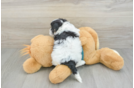 Fluffy Maltipoo Poodle Mix Pup
