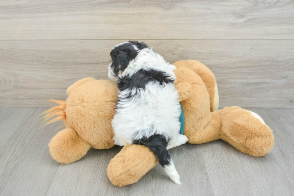 Fluffy Maltipoo Poodle Mix Pup