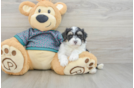 Petite Maltipoo Poodle Mix Pup
