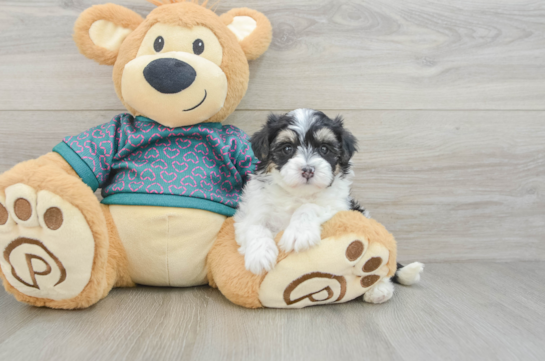 Petite Maltipoo Poodle Mix Pup