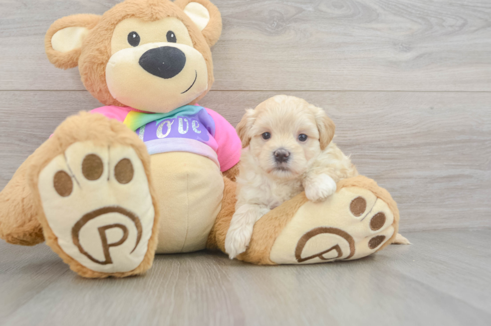 5 week old Maltipoo Puppy For Sale - Pilesgrove Pups