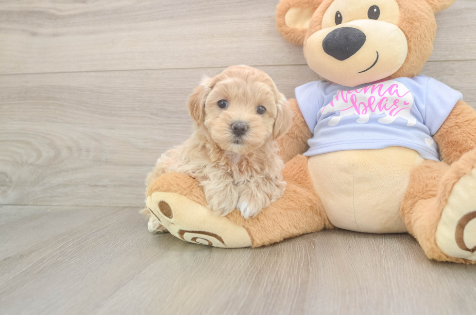 5 week old Maltipoo Puppy For Sale - Pilesgrove Pups