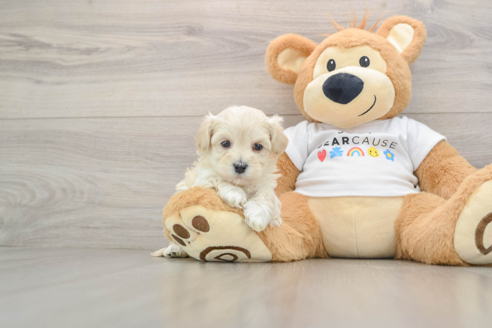 Popular Maltipoo Poodle Mix Pup