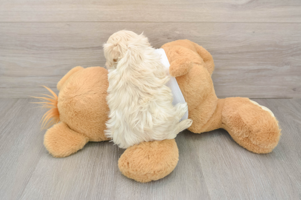 Maltipoo Puppy for Adoption