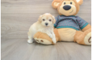 Maltipoo Puppy for Adoption