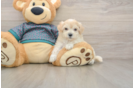 Funny Maltipoo Poodle Mix Pup