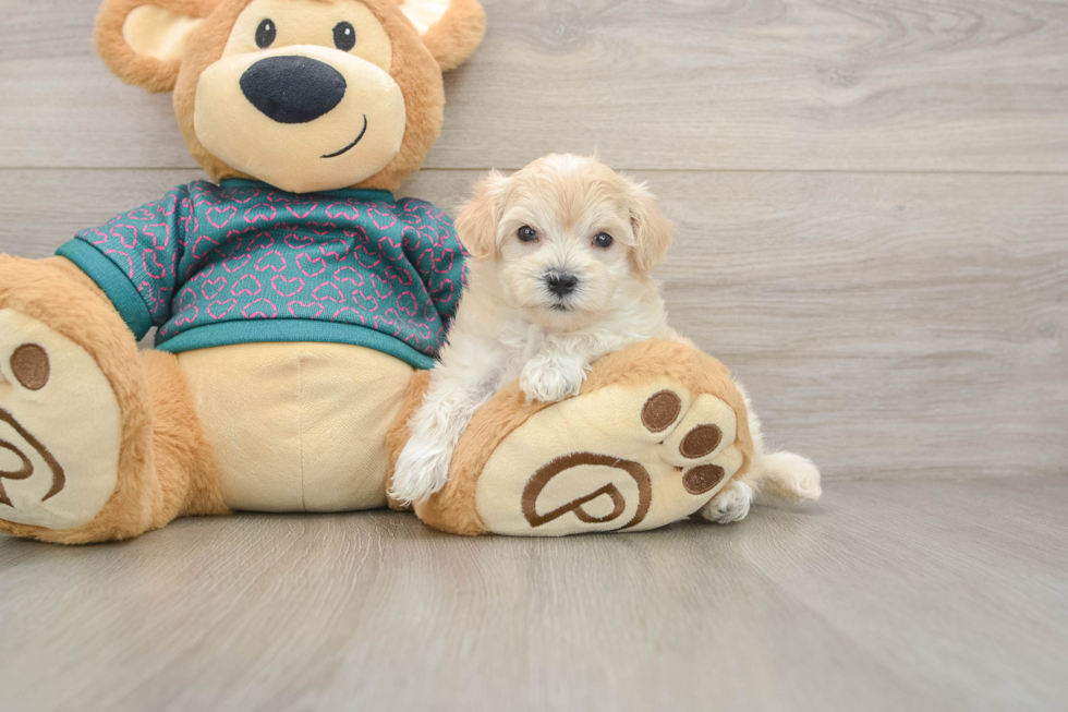 Funny Maltipoo Poodle Mix Pup