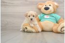 Small Maltipoo Baby