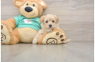 Funny Maltipoo Poodle Mix Pup