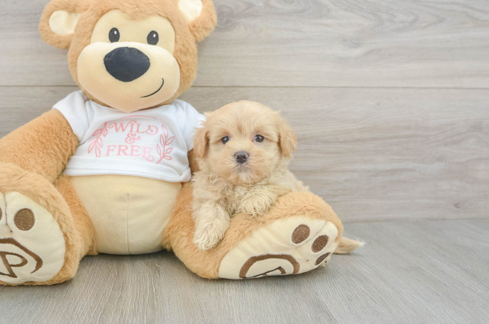 6 week old Maltipoo Puppy For Sale - Pilesgrove Pups