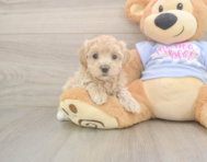7 week old Maltipoo Puppy For Sale - Pilesgrove Pups