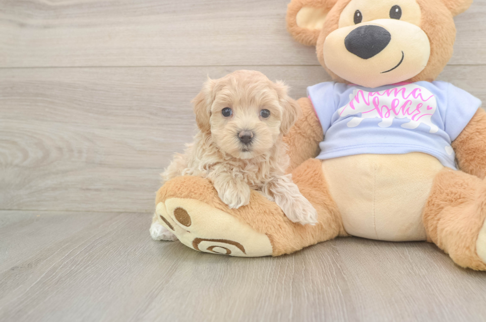 5 week old Maltipoo Puppy For Sale - Pilesgrove Pups
