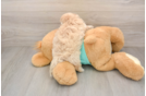 Cute Maltipoo Baby