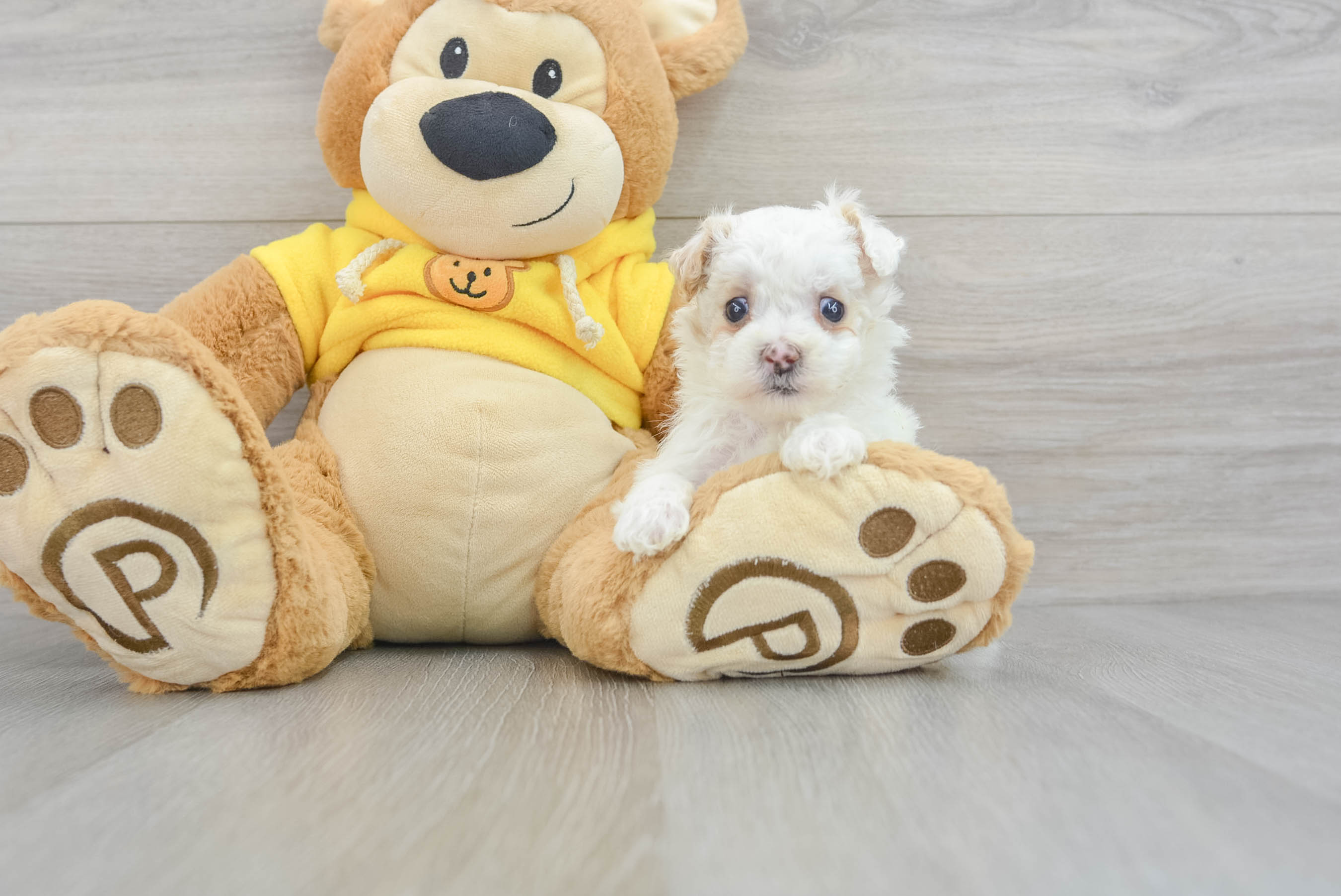 Teddy bear maltipoo puppies for outlet sale