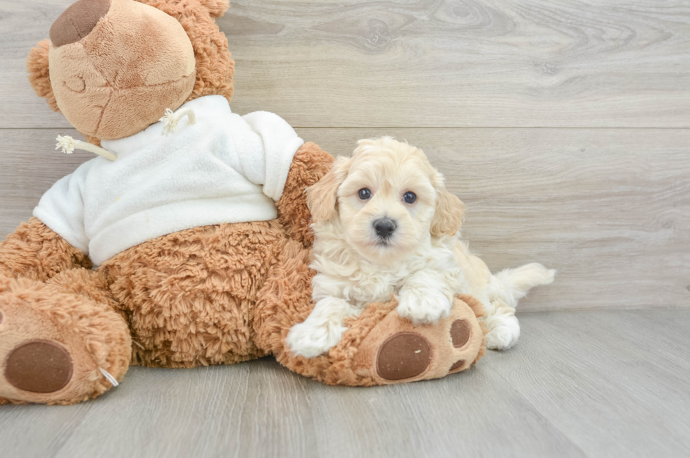 6 week old Maltipoo Puppy For Sale - Pilesgrove Pups