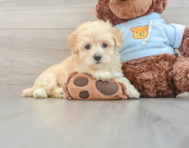 9 week old Maltipoo Puppy For Sale - Pilesgrove Pups