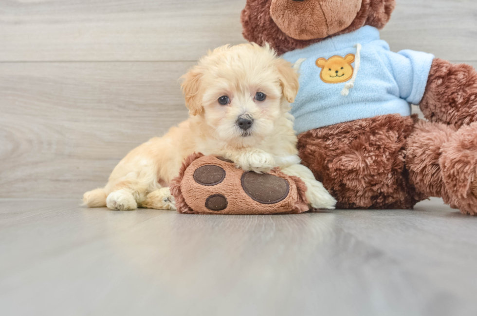 8 week old Maltipoo Puppy For Sale - Pilesgrove Pups