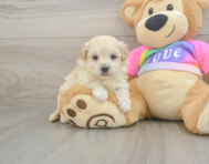 8 week old Maltipoo Puppy For Sale - Pilesgrove Pups
