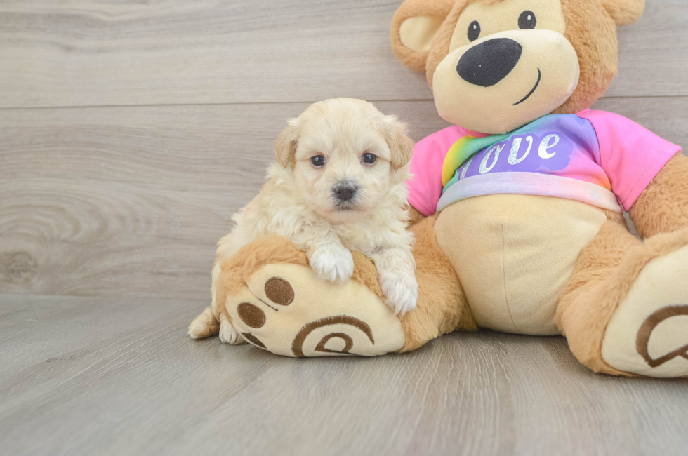 5 week old Maltipoo Puppy For Sale - Pilesgrove Pups