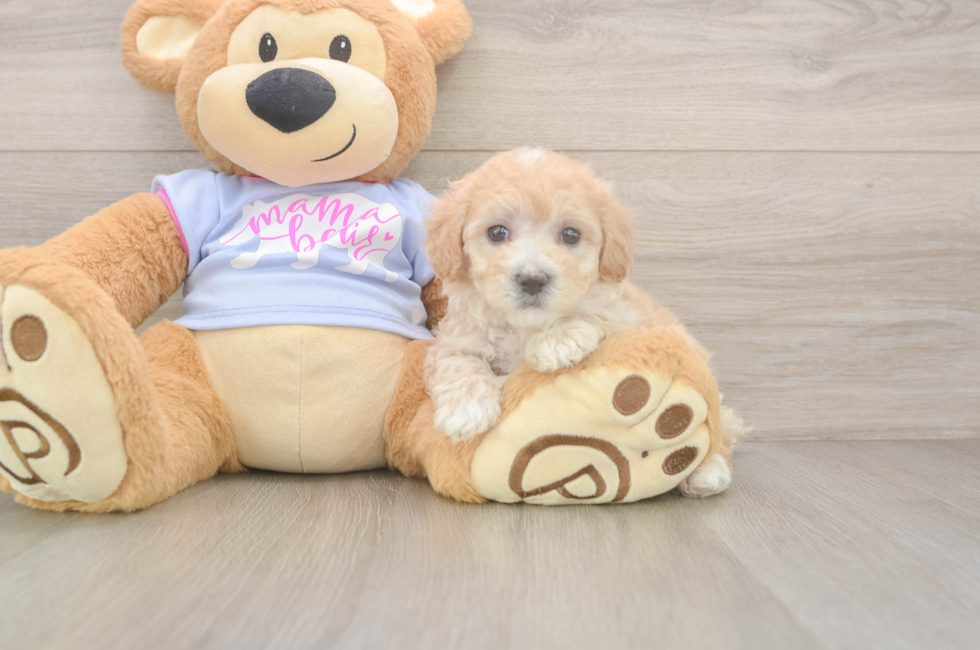 5 week old Maltipoo Puppy For Sale - Pilesgrove Pups