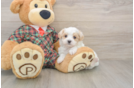 Petite Maltipoo Poodle Mix Pup