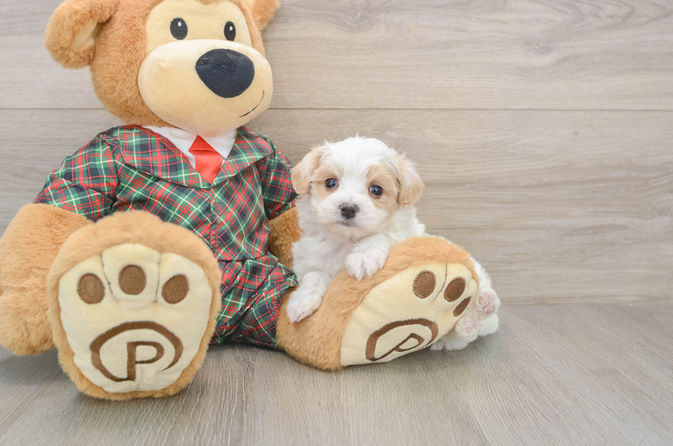 5 week old Maltipoo Puppy For Sale - Pilesgrove Pups