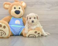 8 week old Maltipoo Puppy For Sale - Pilesgrove Pups