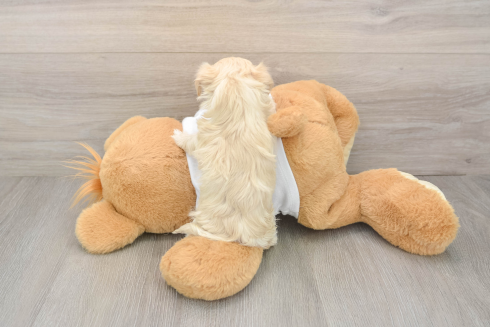 Maltipoo Pup Being Cute