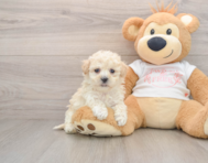 7 week old Maltipoo Puppy For Sale - Pilesgrove Pups