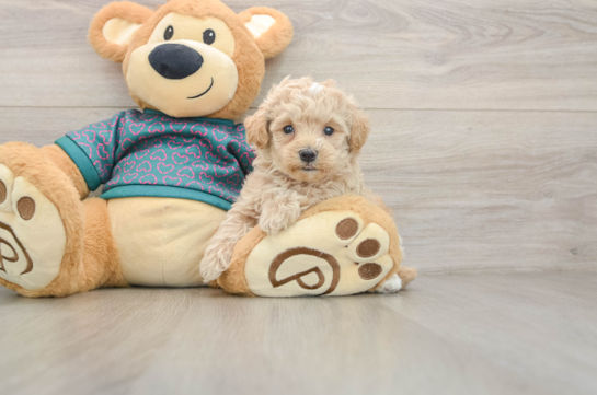 Maltipoo Pup Being Cute