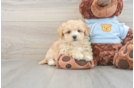 Smart Maltipoo Poodle Mix Pup