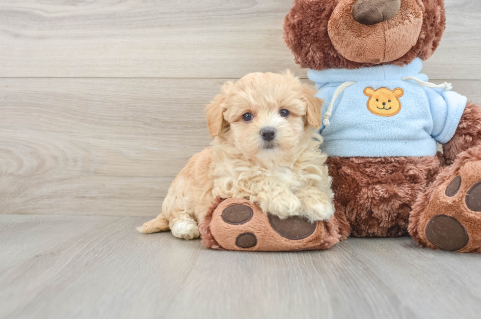 7 week old Maltipoo Puppy For Sale - Pilesgrove Pups