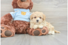 Maltipoo Pup Being Cute