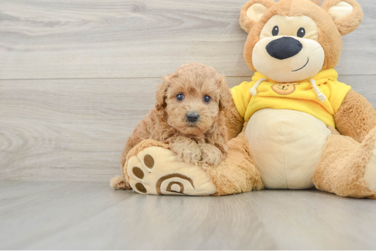 Smart Maltipoo Poodle Mix Pup