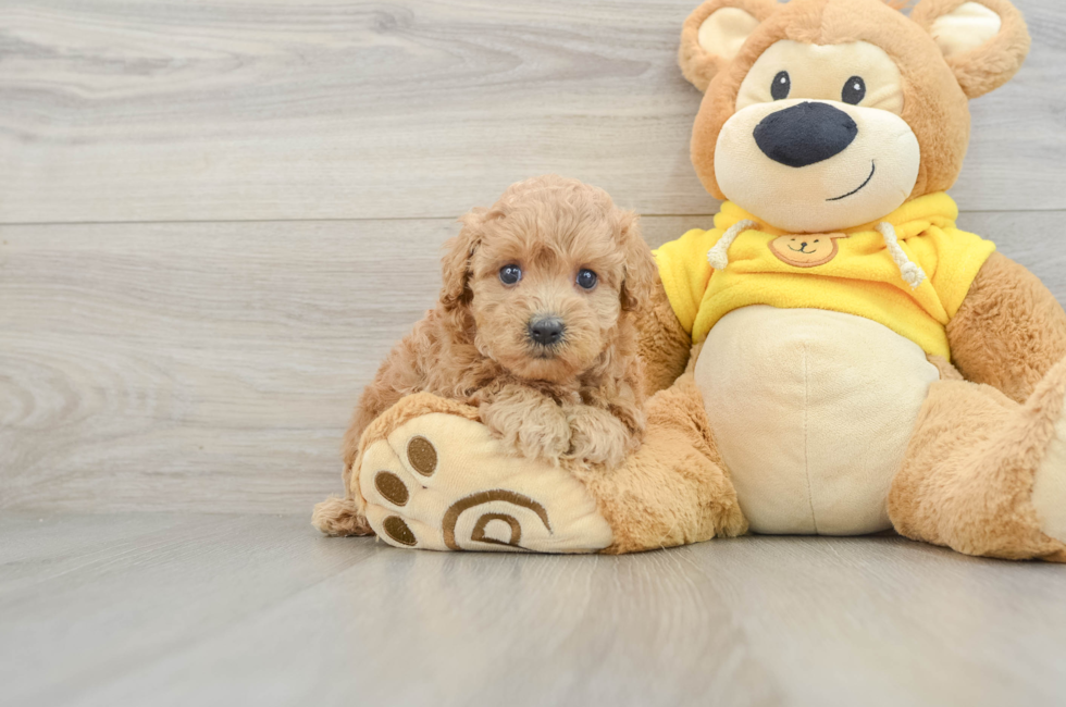 5 week old Maltipoo Puppy For Sale - Pilesgrove Pups