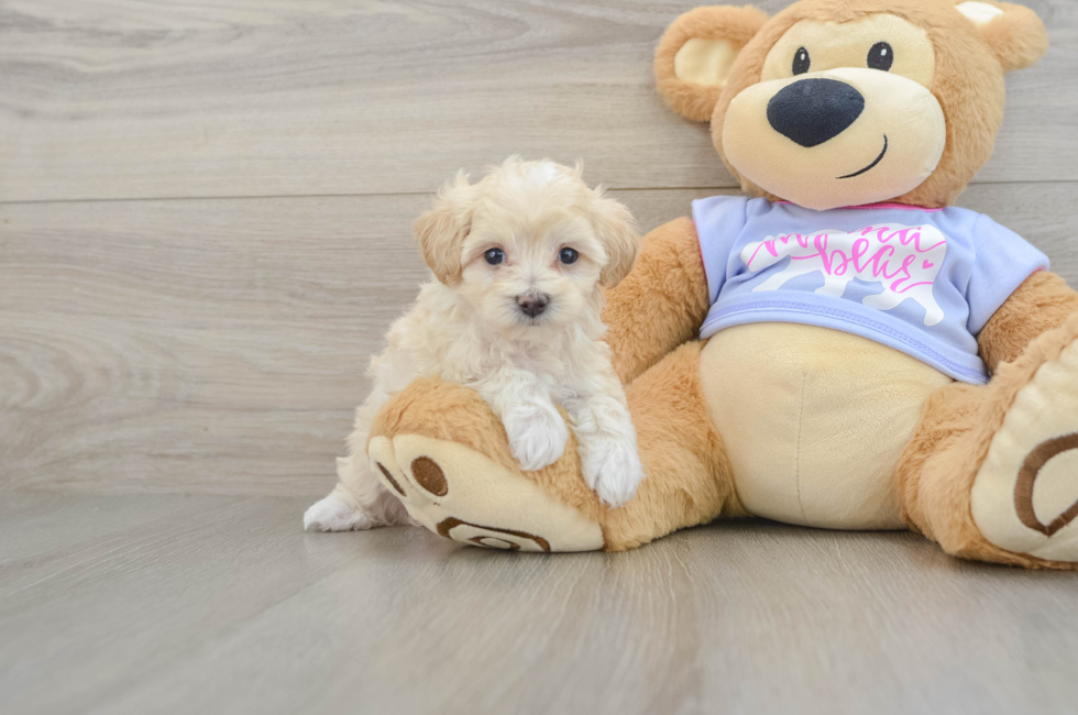 6 week old Maltipoo Puppy For Sale - Pilesgrove Pups